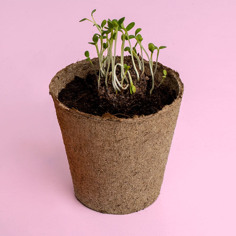 Kit à planter Urban Flowers - Resetea Boutique Resetea 