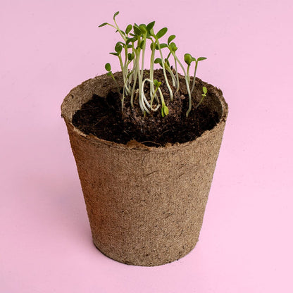 Kit à planter Urban Flowers - Resetea Boutique Resetea 