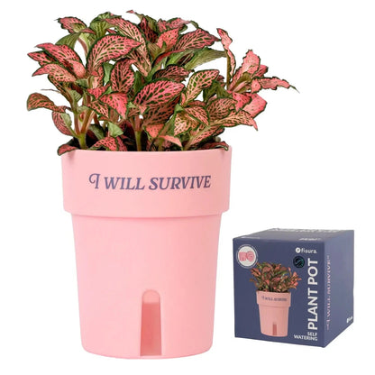Pot auto-arrosant « I Will Survive » : Idée cadeau originale Boutique Boutique Missa Arles 
